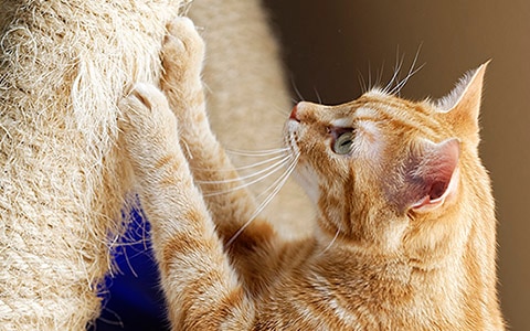 Image of cat scratching on a scratching post. Alternatives to Declawing Cats