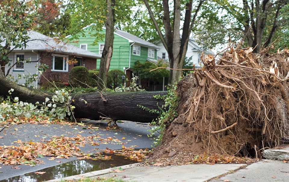Tree fallen in front of a house after a hurricane