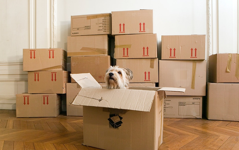 Pet dog sitting in a moving box