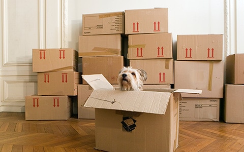 pet dog sitting in boxes preparing for move