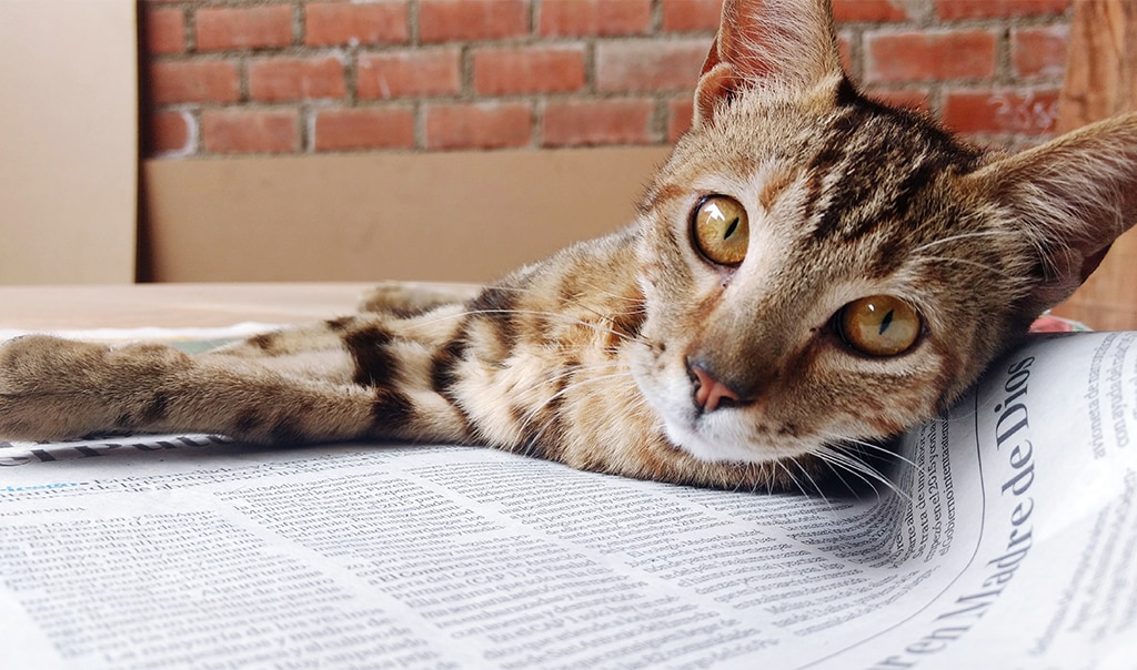 cat laying on newspaper